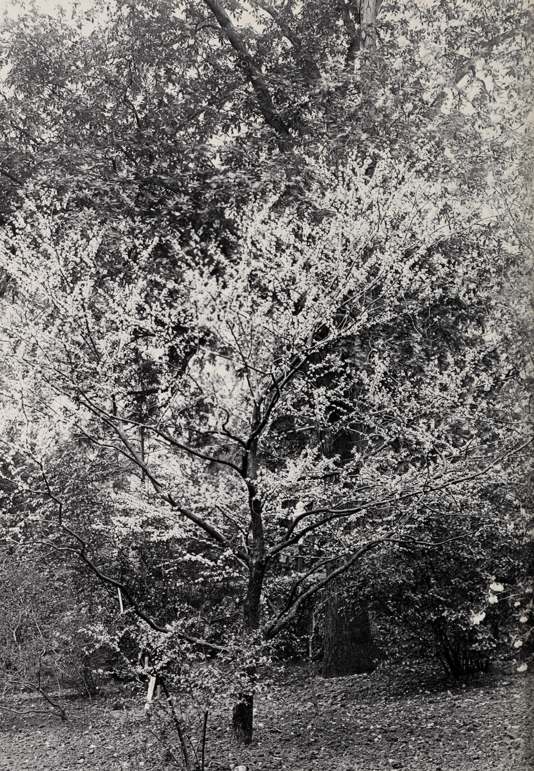 Black-and-white illustration of eastern redbud in flower showing form of plant