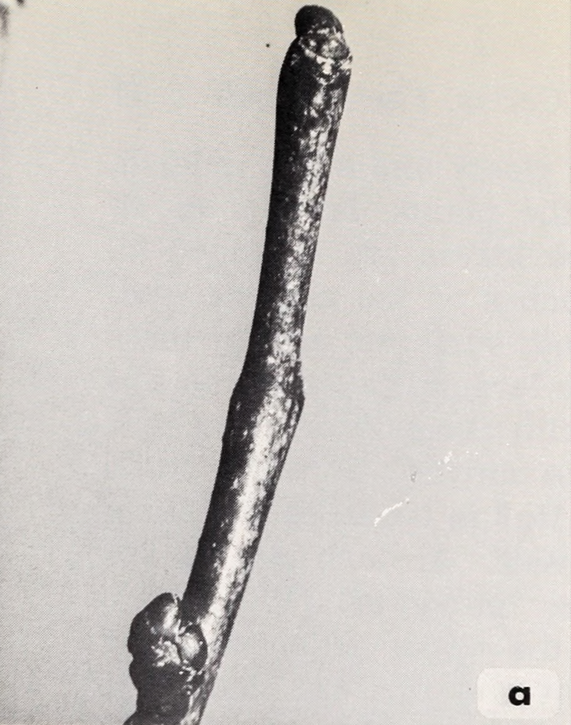 Black-and-white photograph showing winter stem of redbud