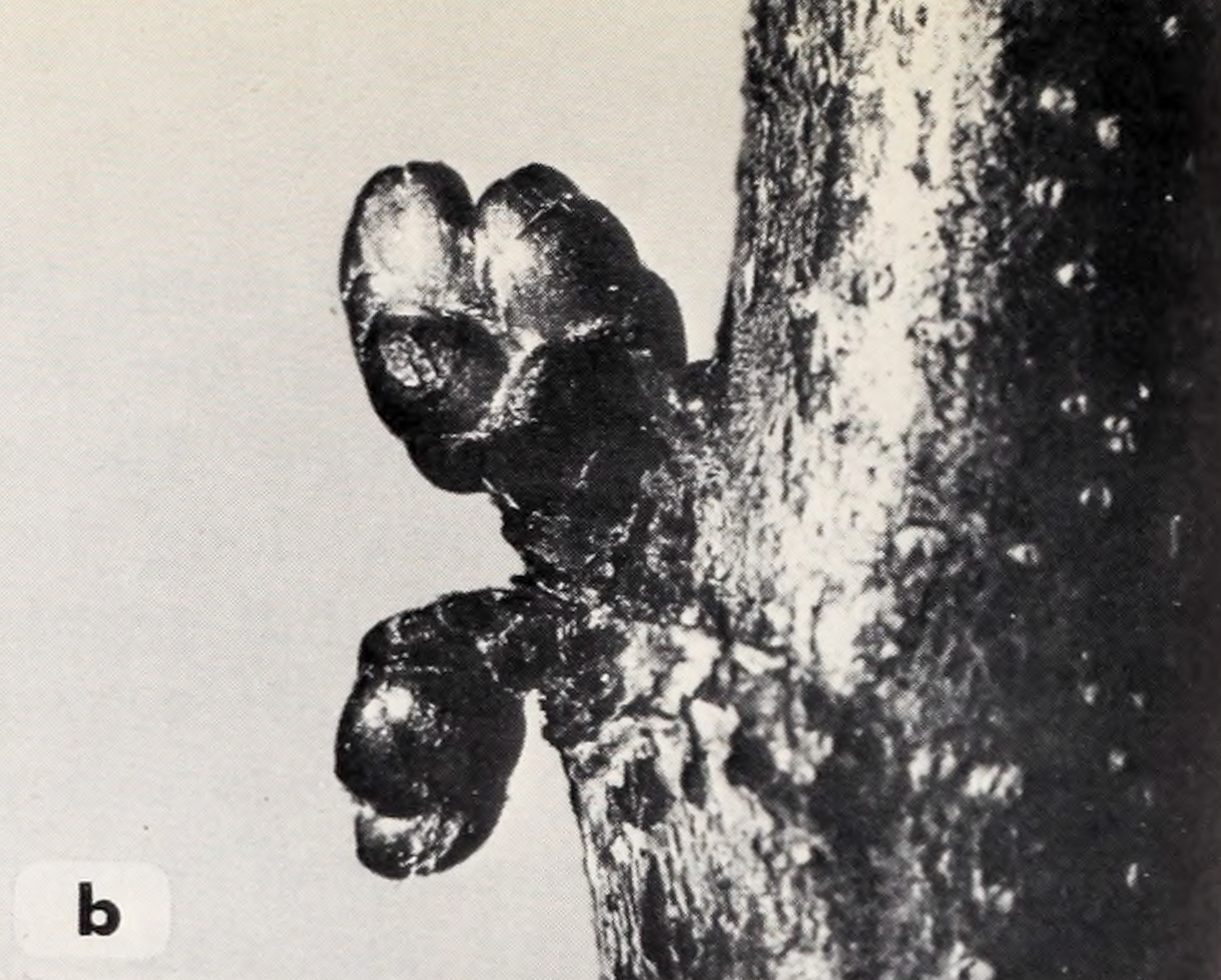 Black-and-white photograph showing winter buds on redbud twig