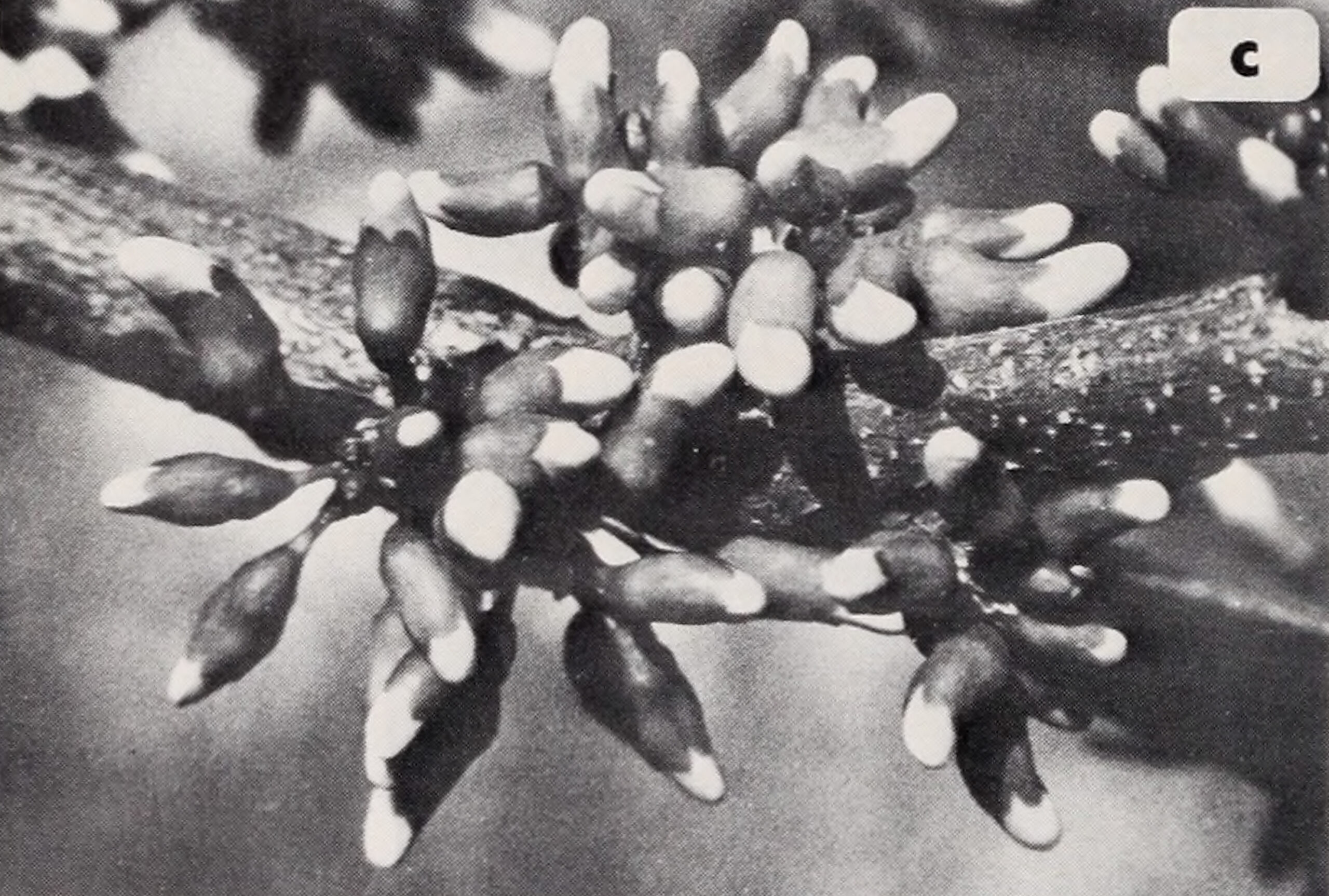 Black-and-white photograph showing flower buds of redbud