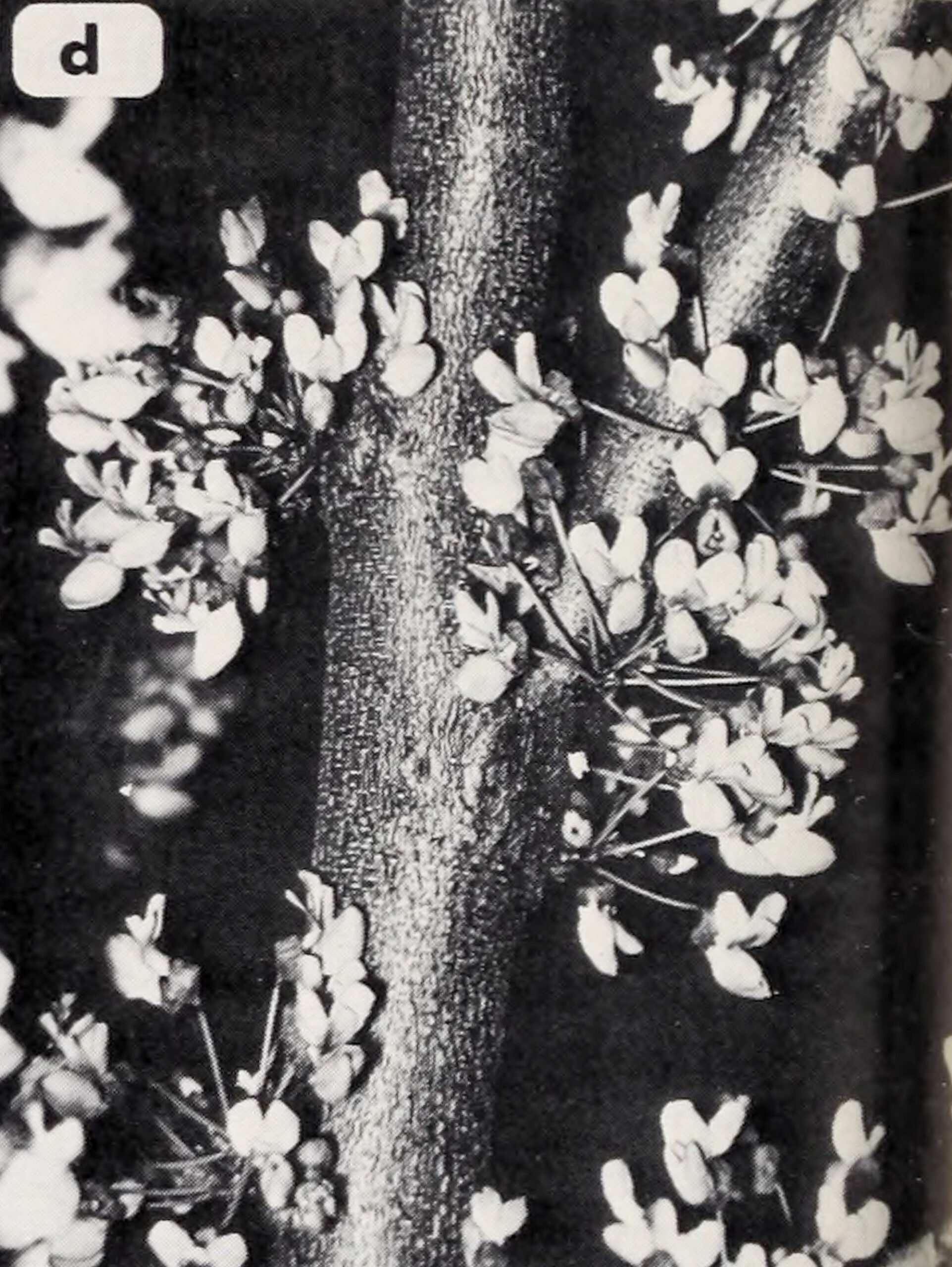 Black-and-white photograph showing redbuds flowers clustered on stem