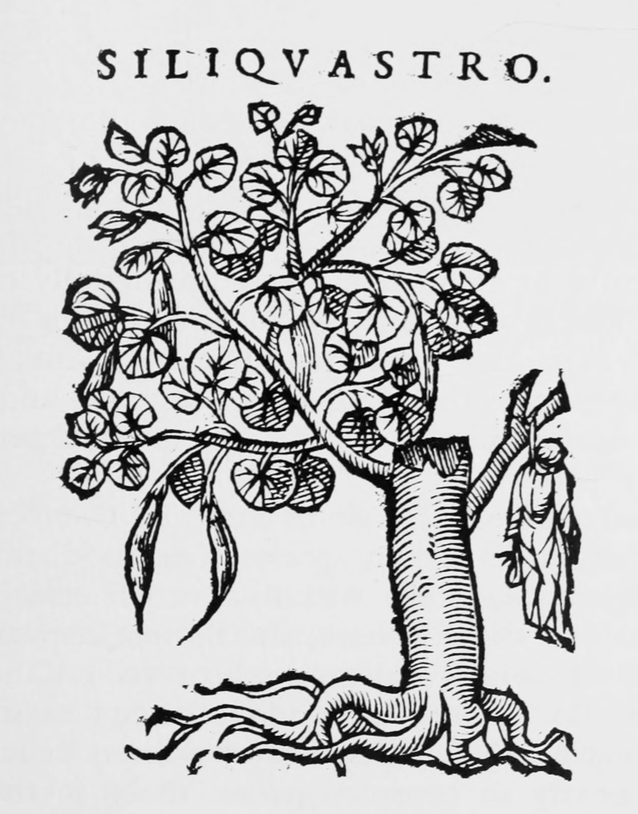 Print of redbud plant showing stylized leaves, fruit, and roots