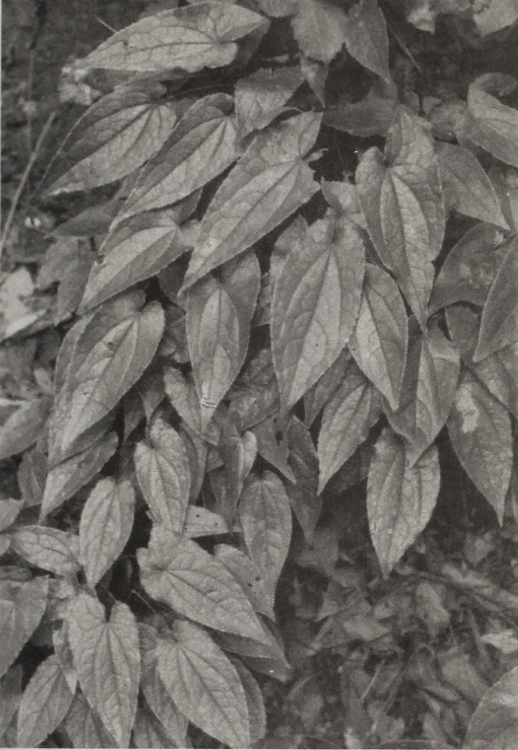 Black-and-white photograph of epimedium leaves