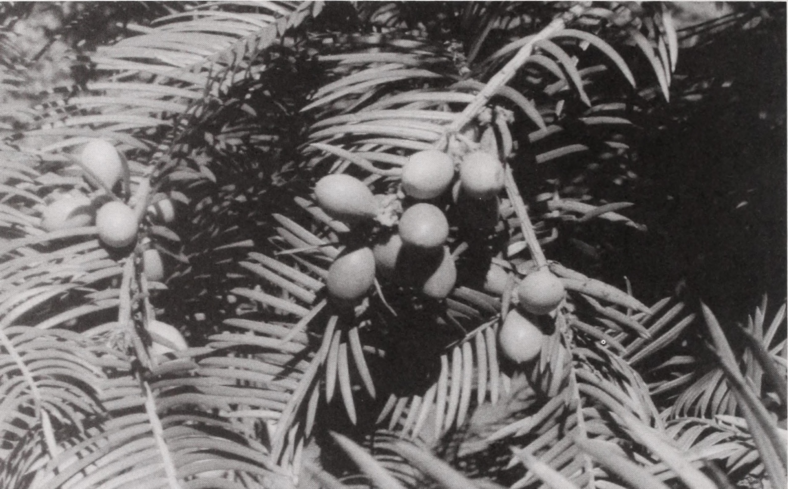 Black-and-white photograph of cephalotaxus arils