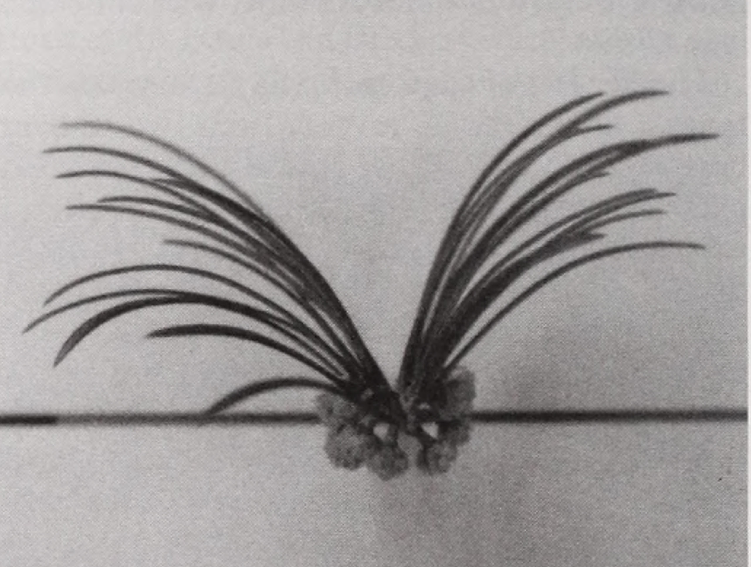 Black-and-white photograph of cephalotaxus foliage