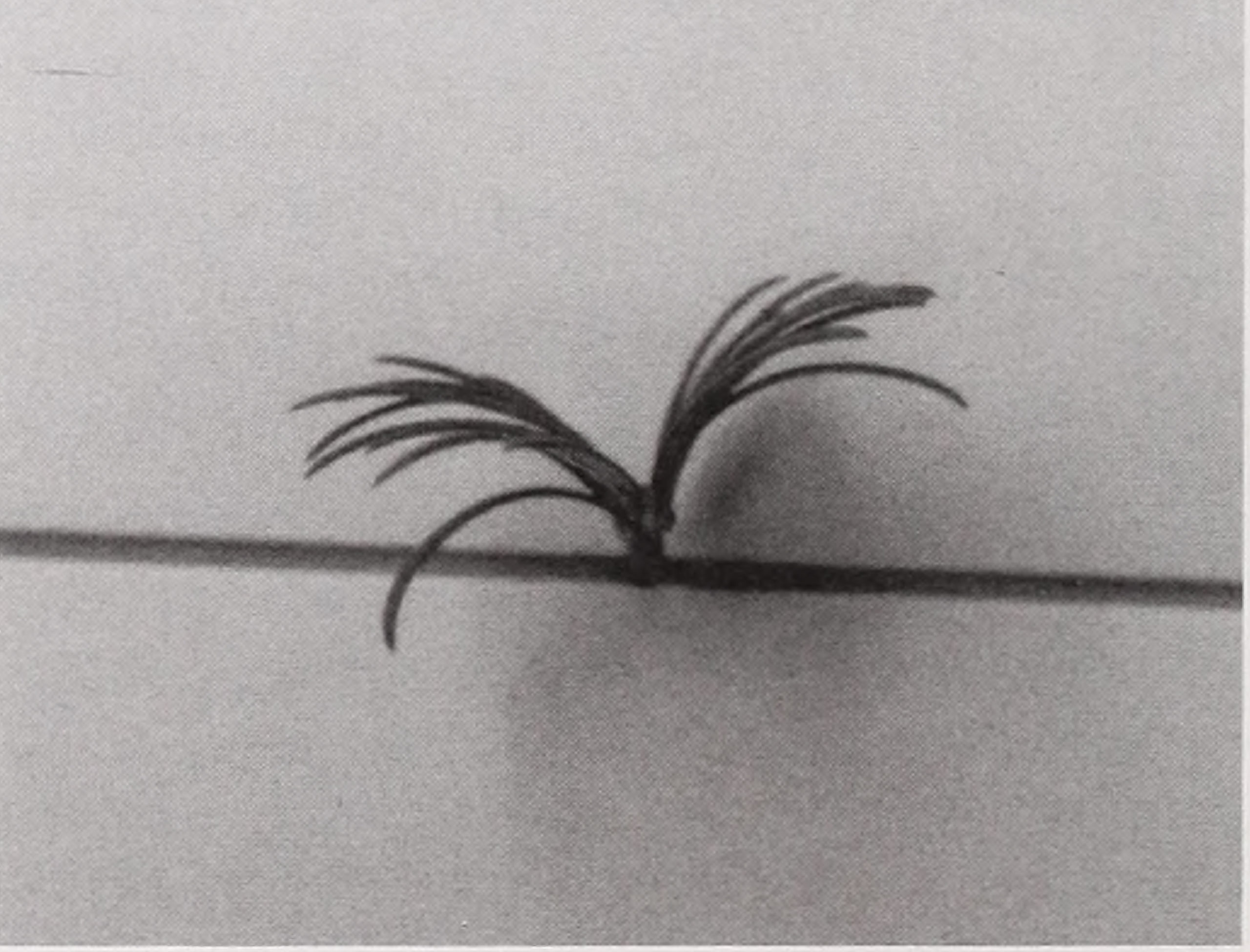 Black-and-white photograph of cephalotaxus foliage