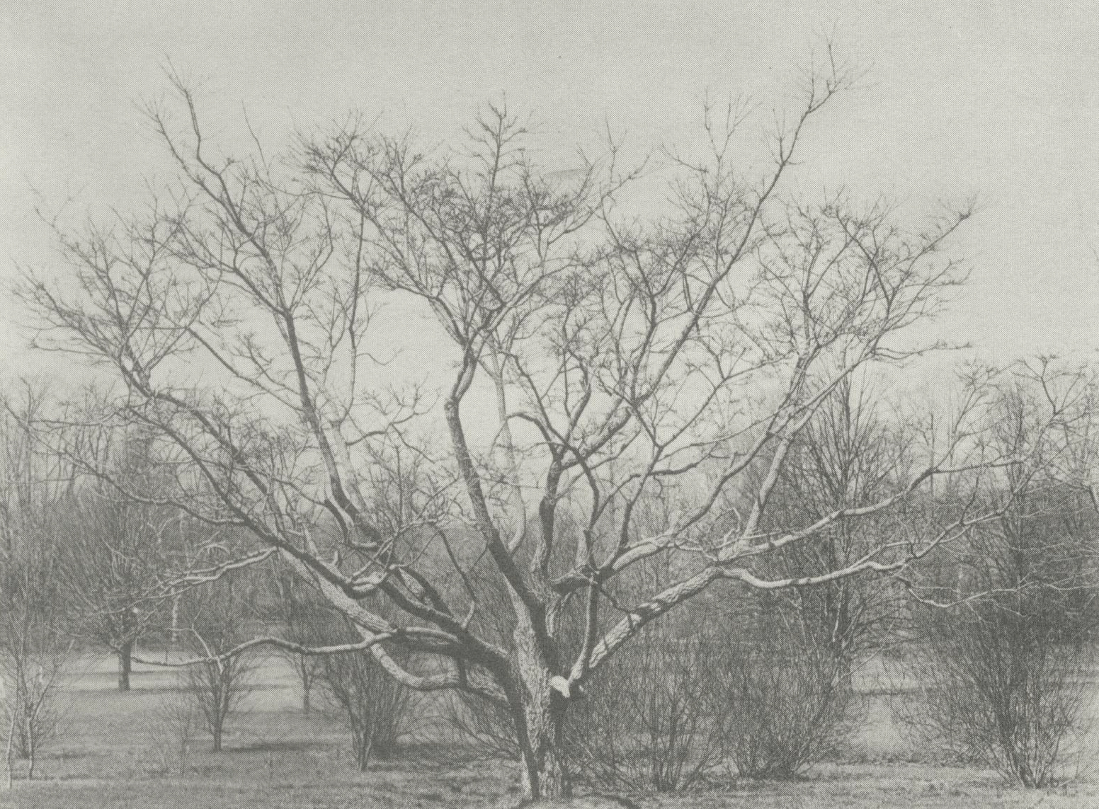 Black-and-white photograph of young cork tree