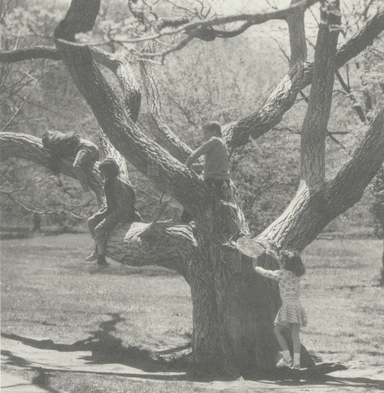 Black-and-white photograph of four children climbing cork tree