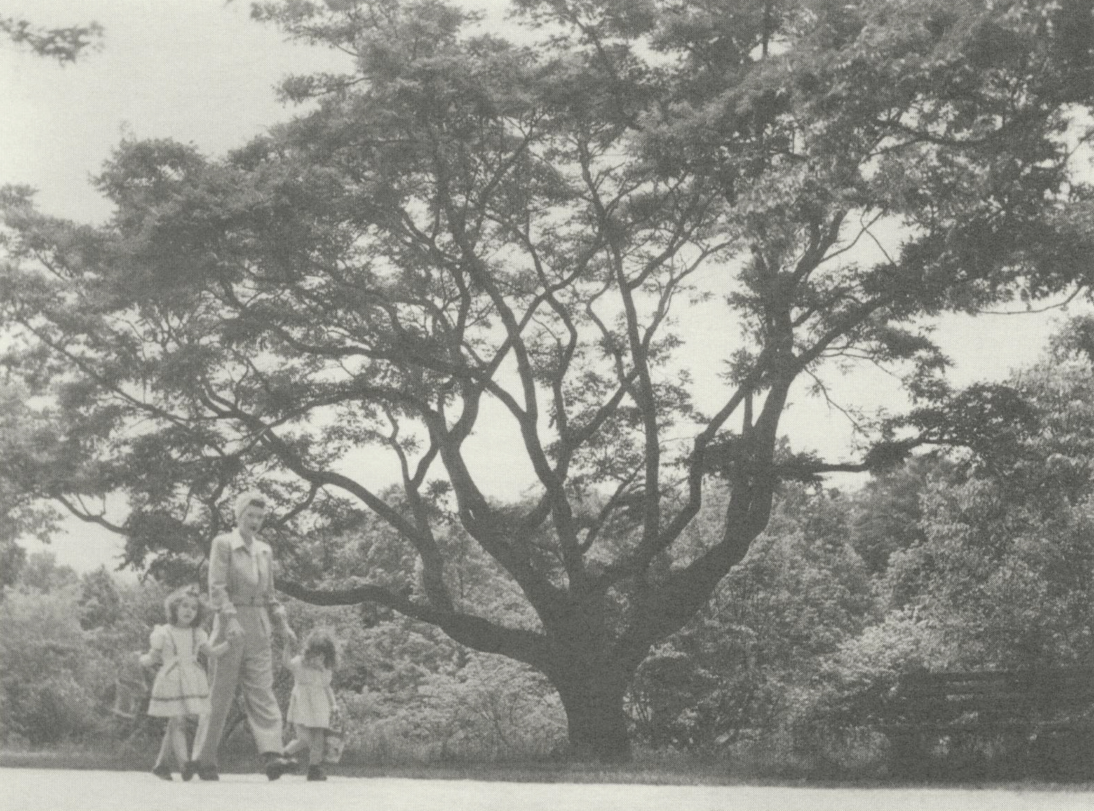 Black-and-white photograph of adult and two children walking by cork tree
