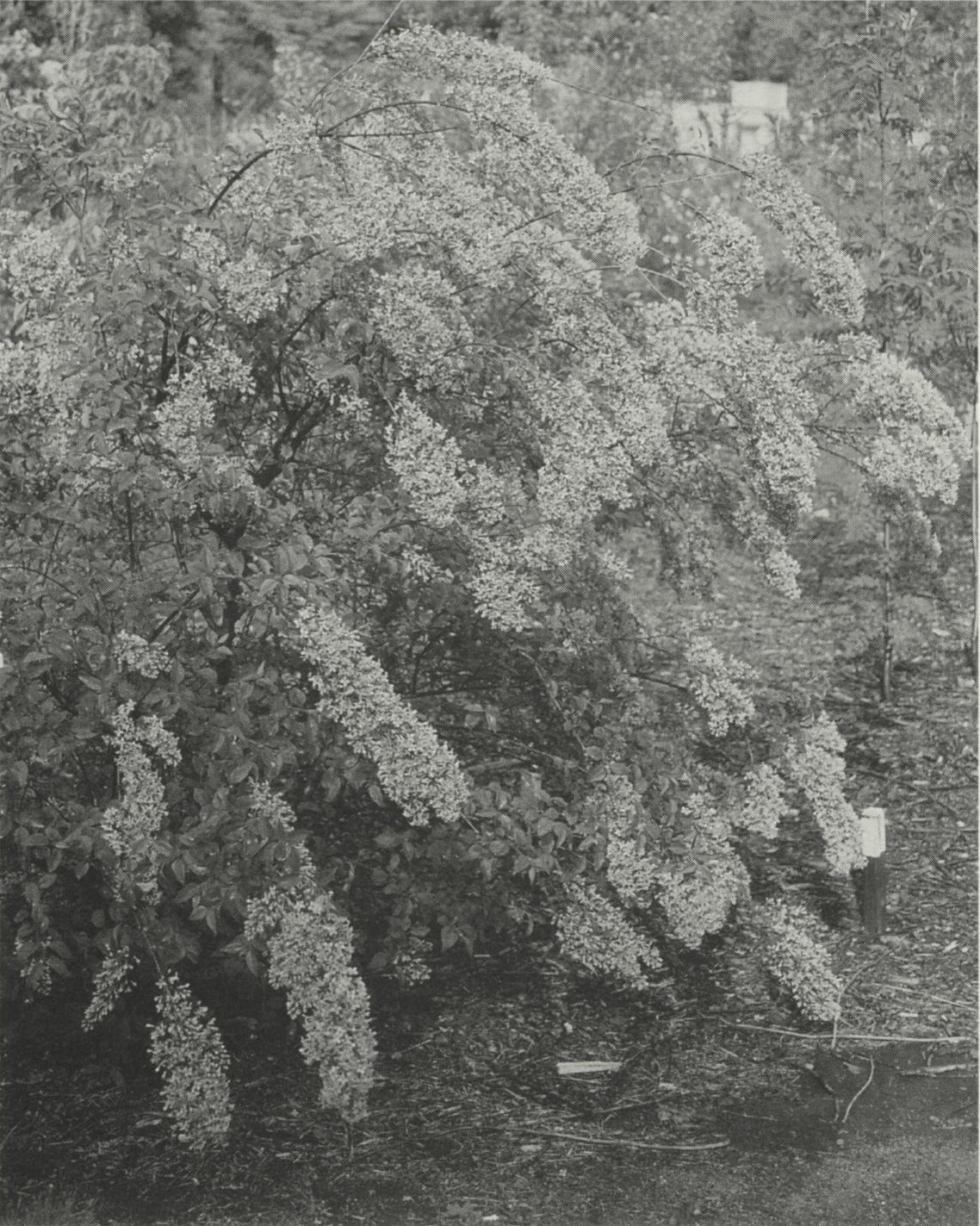 Black-and-white photograph of lilac shrub