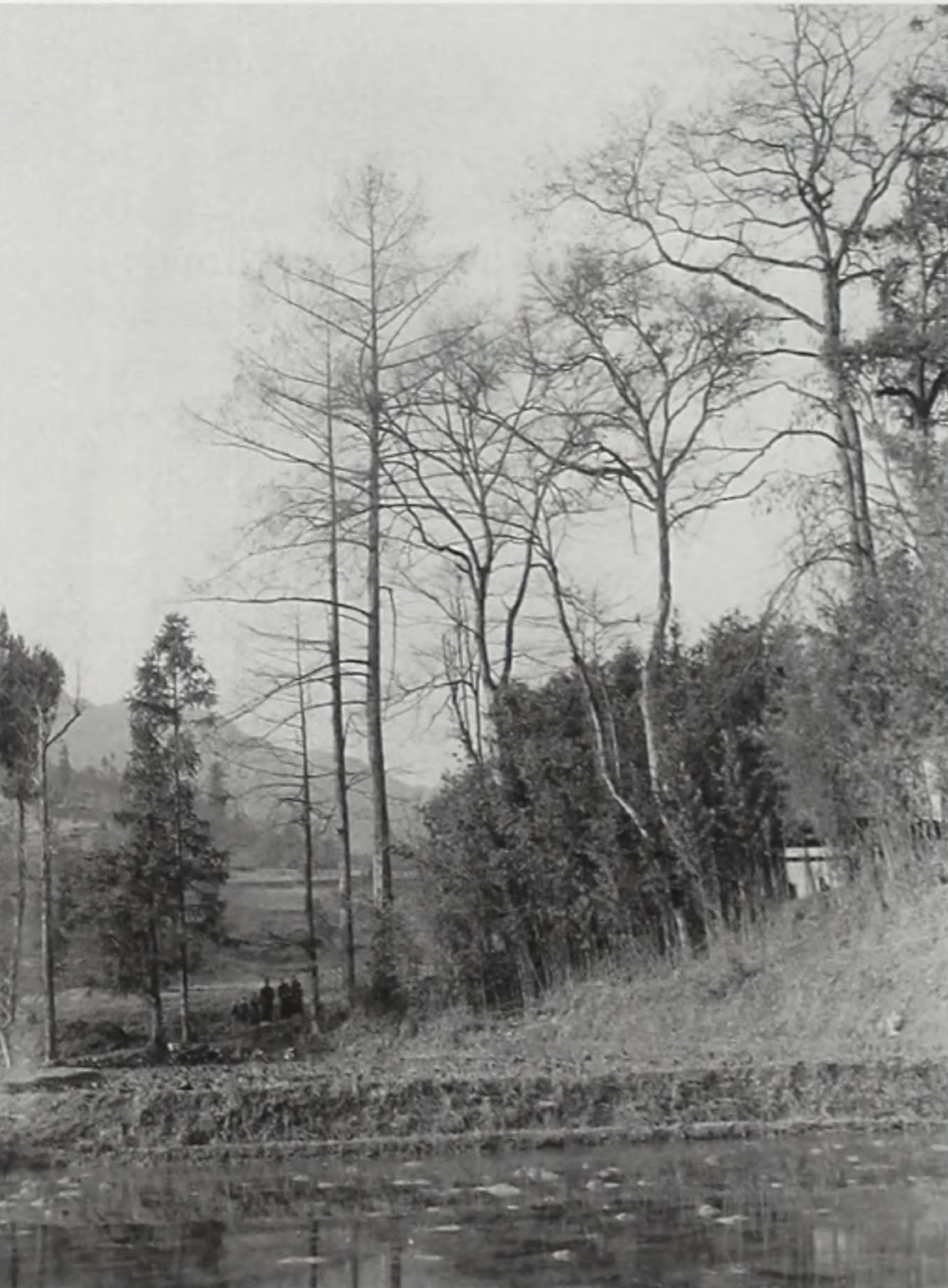 Black-and-white landscape image showing trees