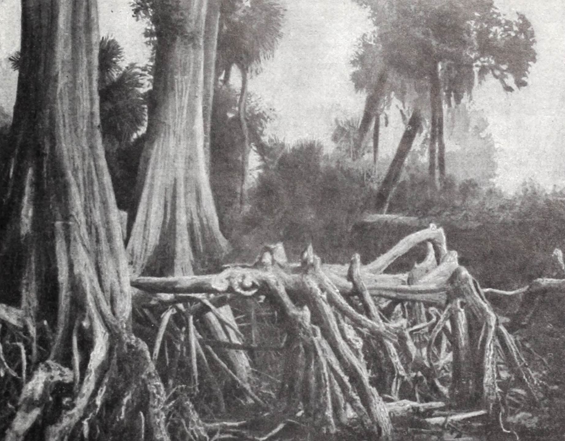 A painting of the exposed roots of a baldcypress.