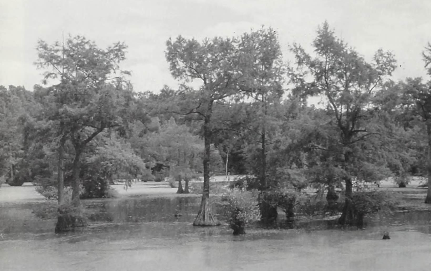 A black and white photo of baldcypress trees with buttresses at Trussum Pond, Delaware.