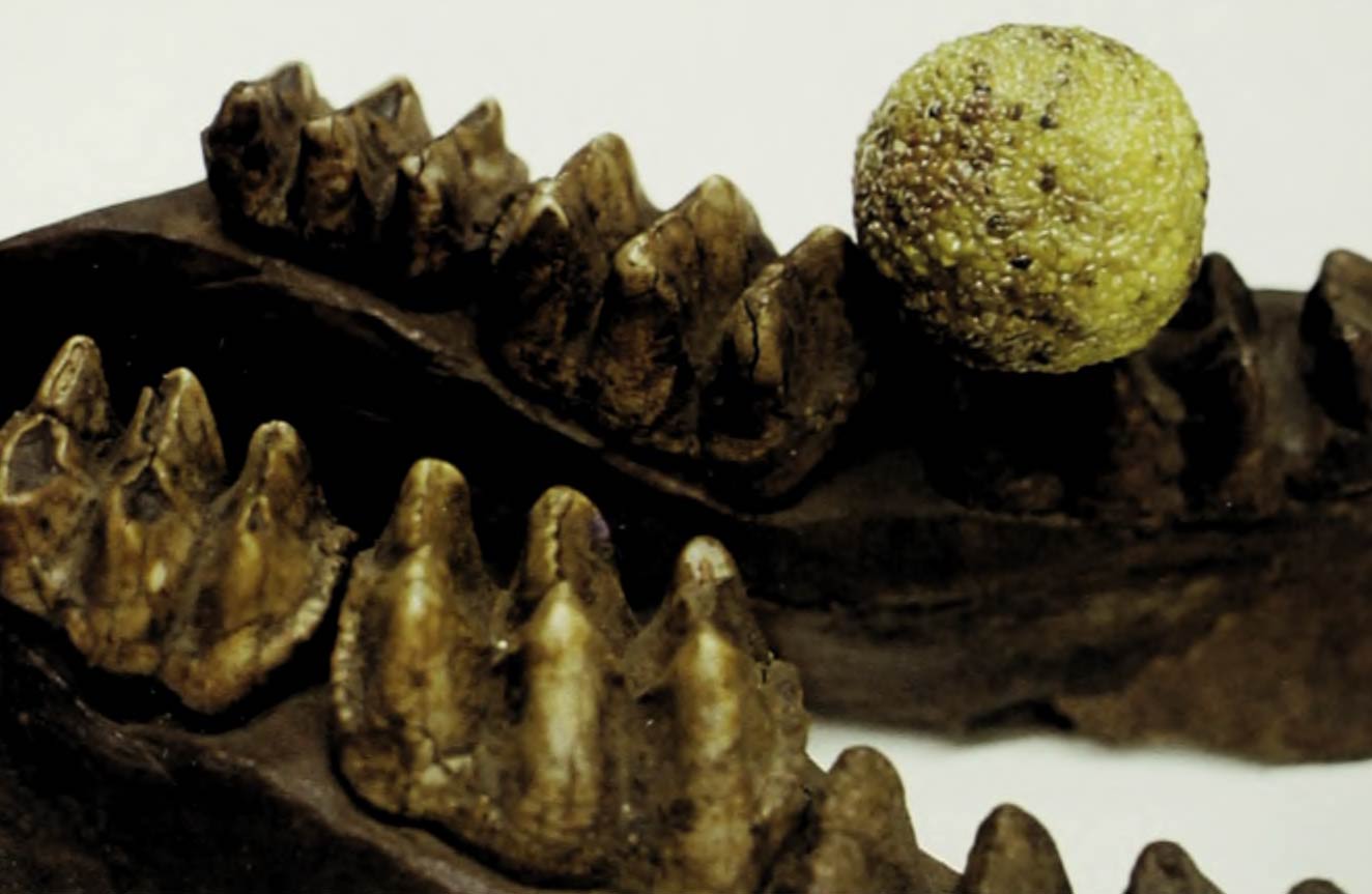A color photo of an osage orange placed on the molar of a mastodon.