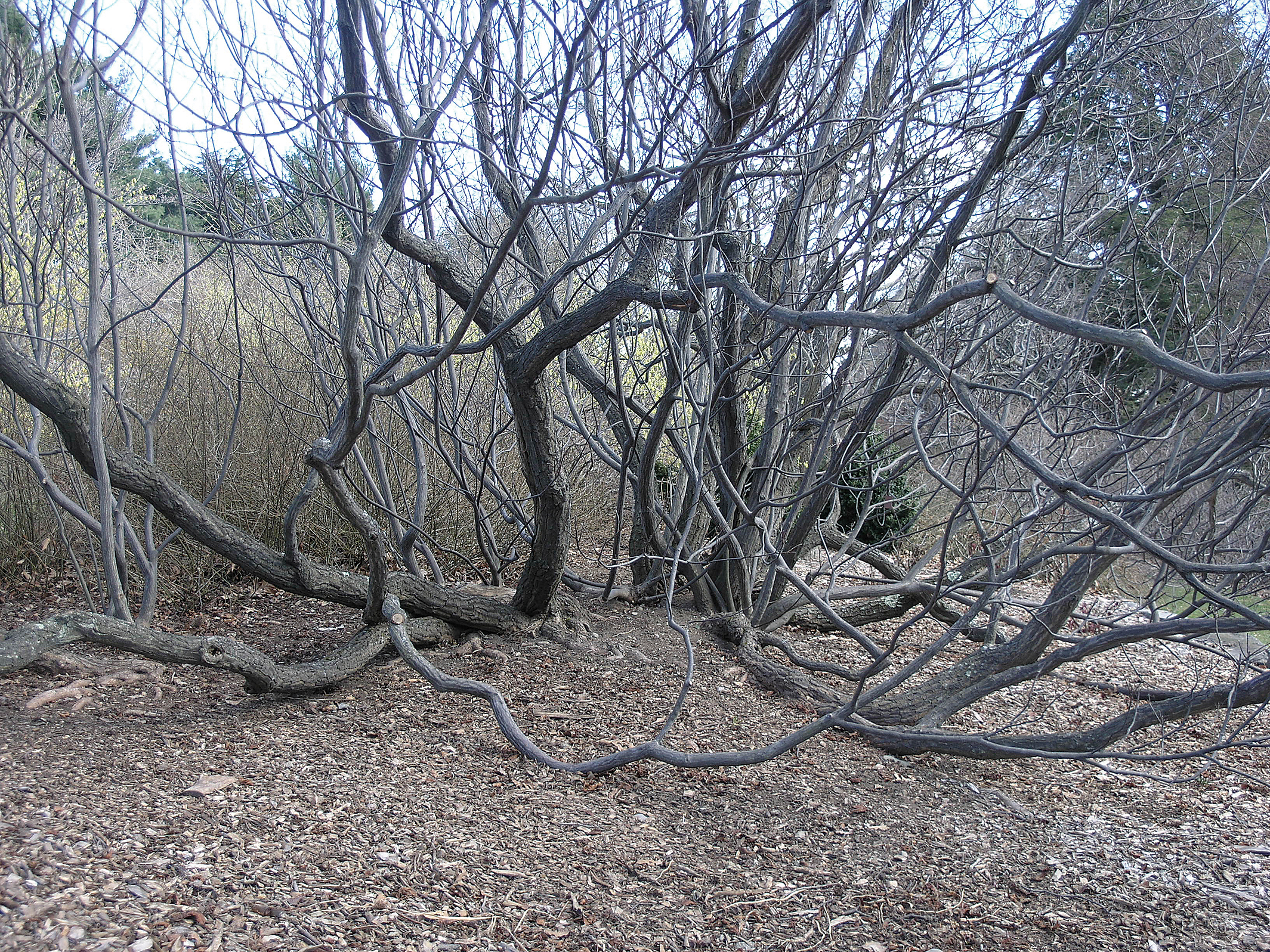 Winter form of Franklinia showing layering branches