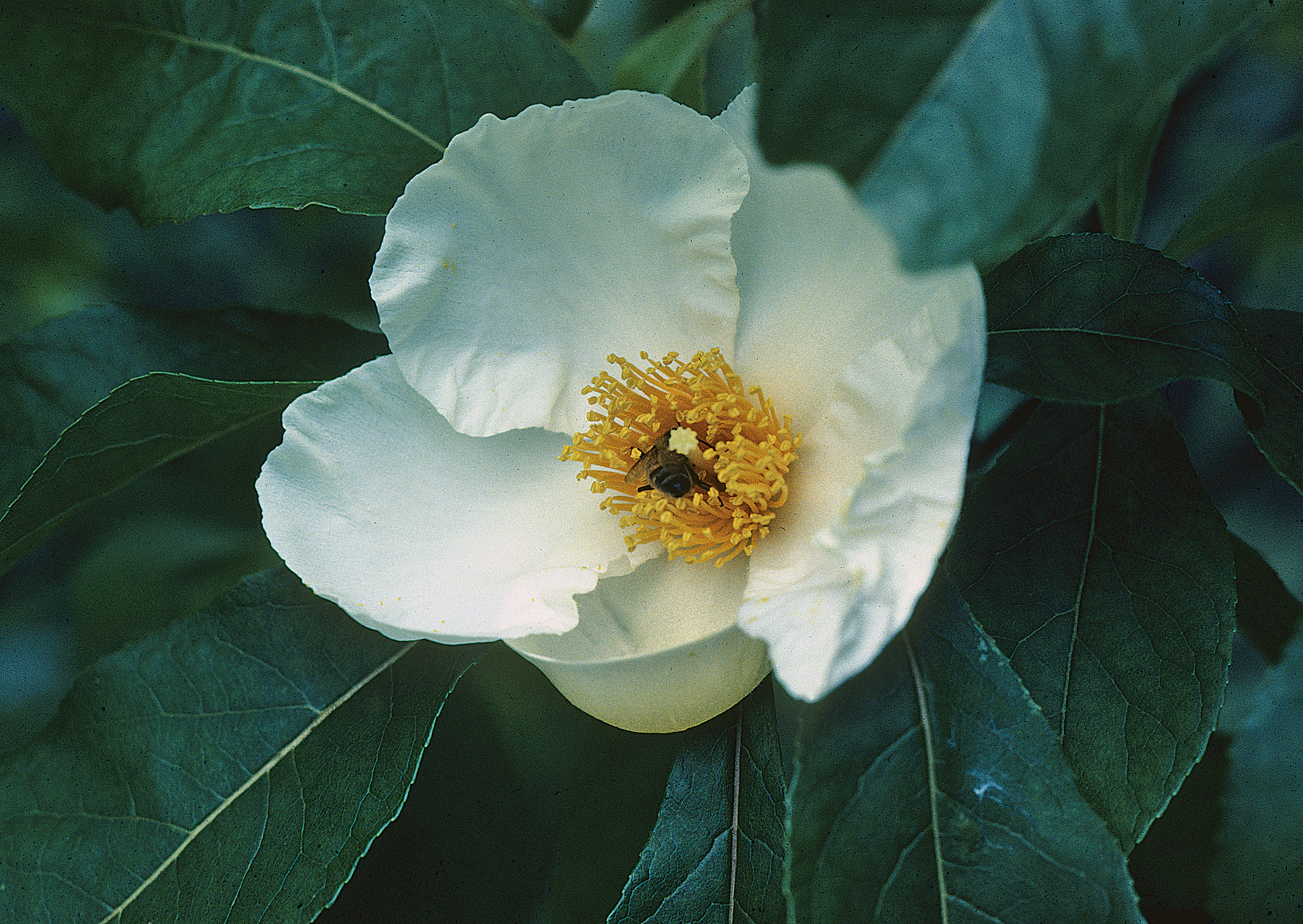 Flower of Franklinia with bee climbing into yellow center