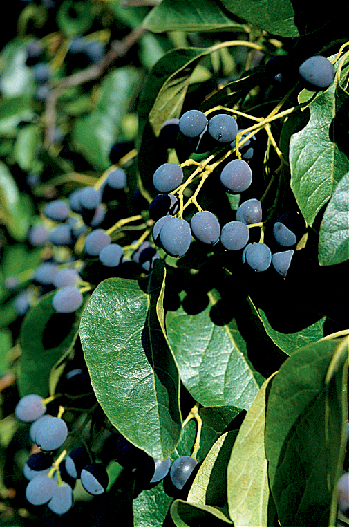 Round, blue fruits set within glossy green foliage