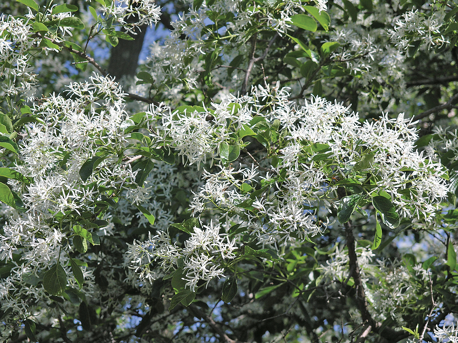 Mass of delicate white flowers
