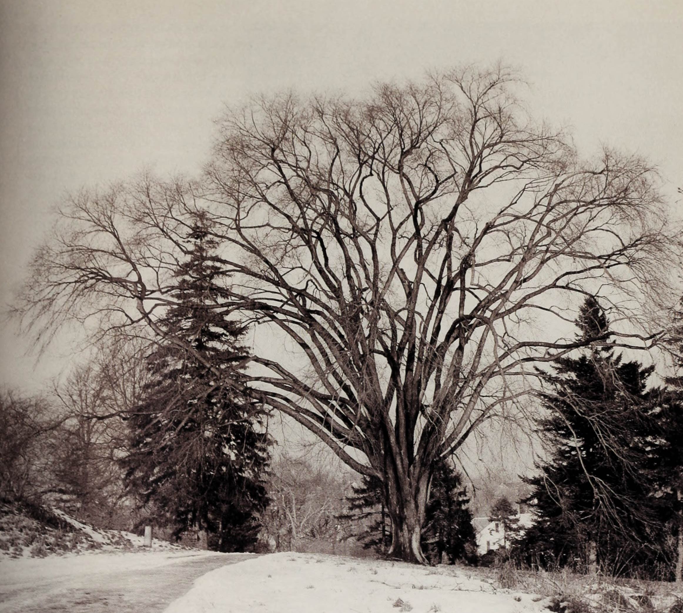 A sepia-tone photo of the American elm Benjamin Bussey planted in front of his mansion.