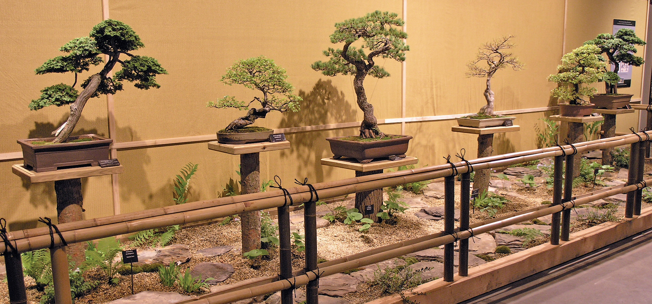 Color photograph of bonsai sitting on pedestals