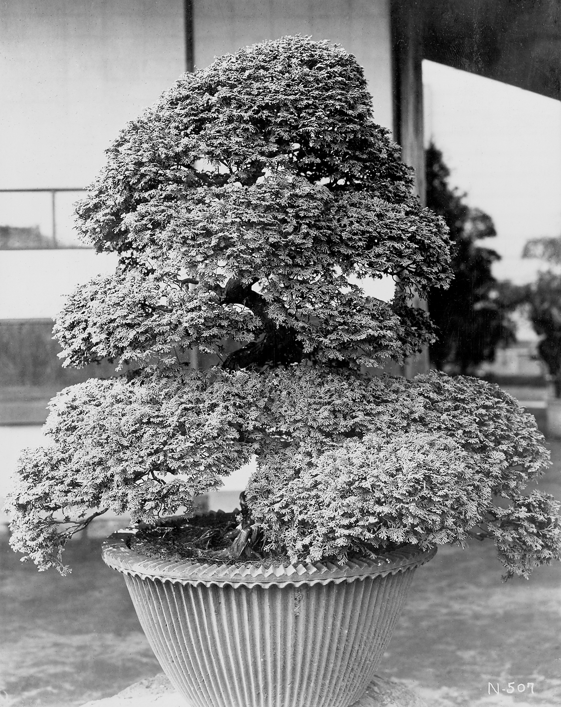 Black-and-white photograph of large bonsai
