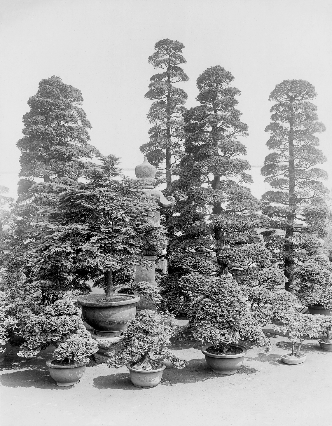 Black-and-white photograph showing large pyramidal bonsai