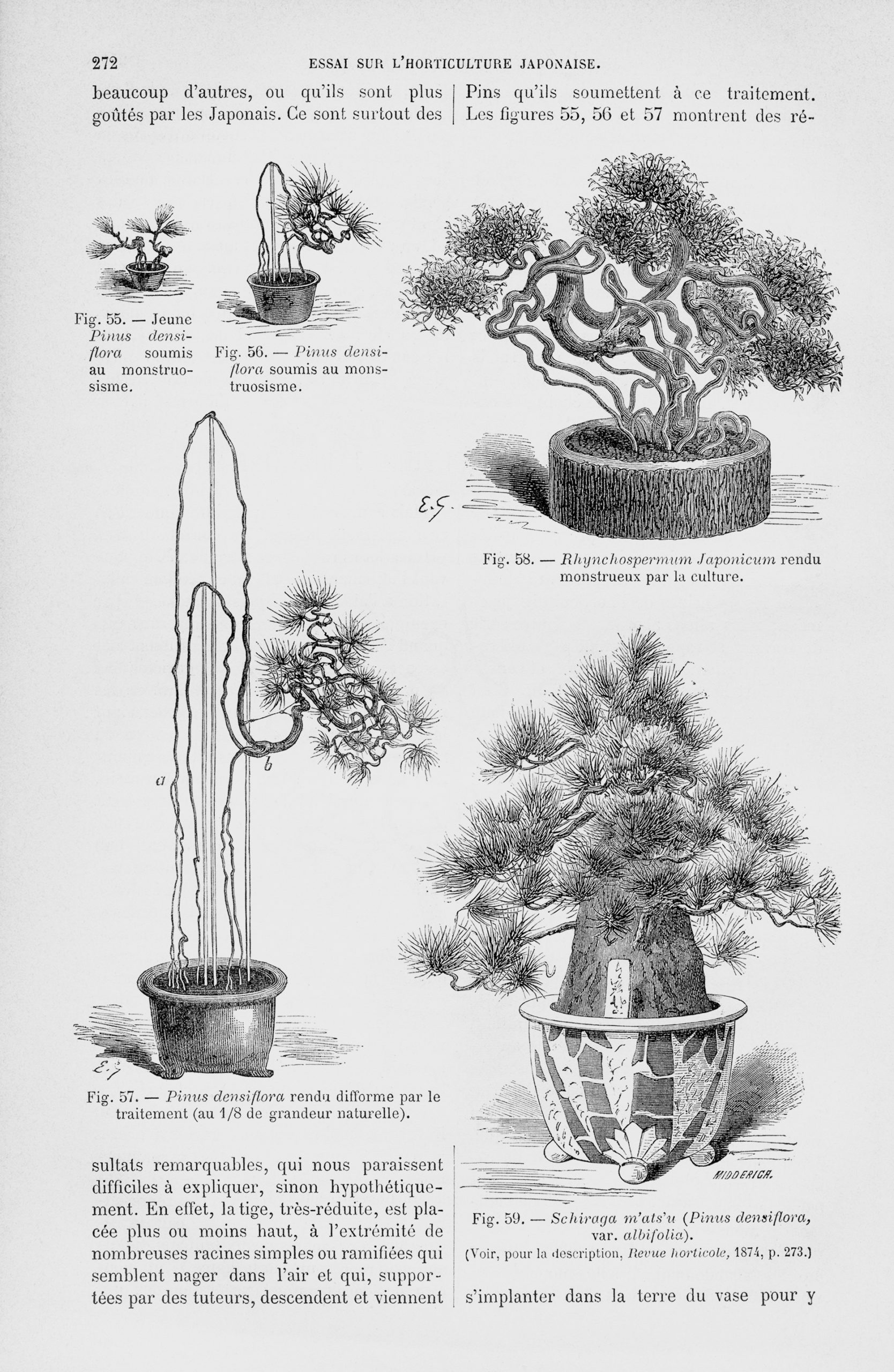 Black-and-white illustration showing three methods of training bonsai