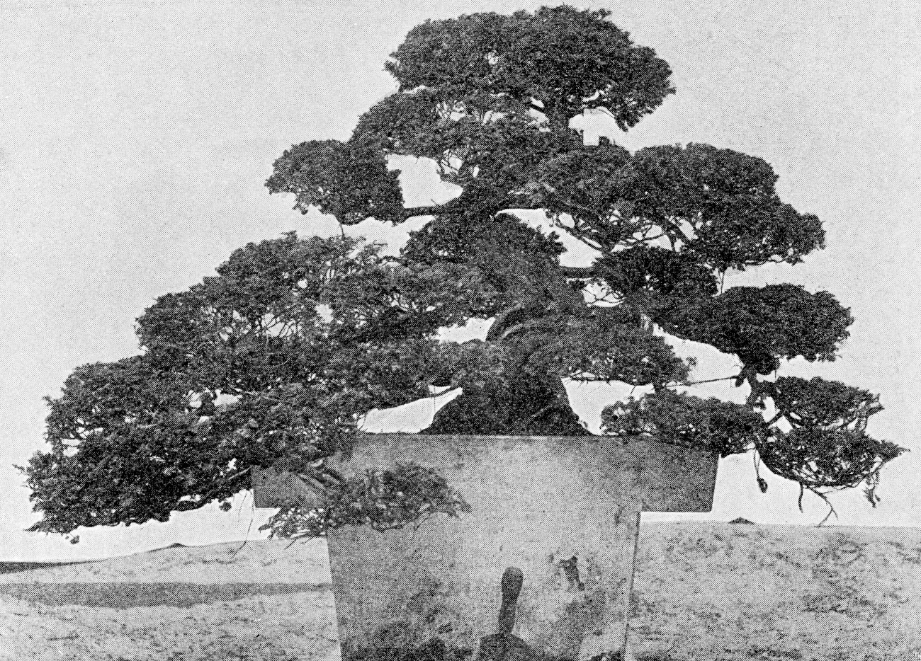 Black-and-white photograph showing large bonsai
