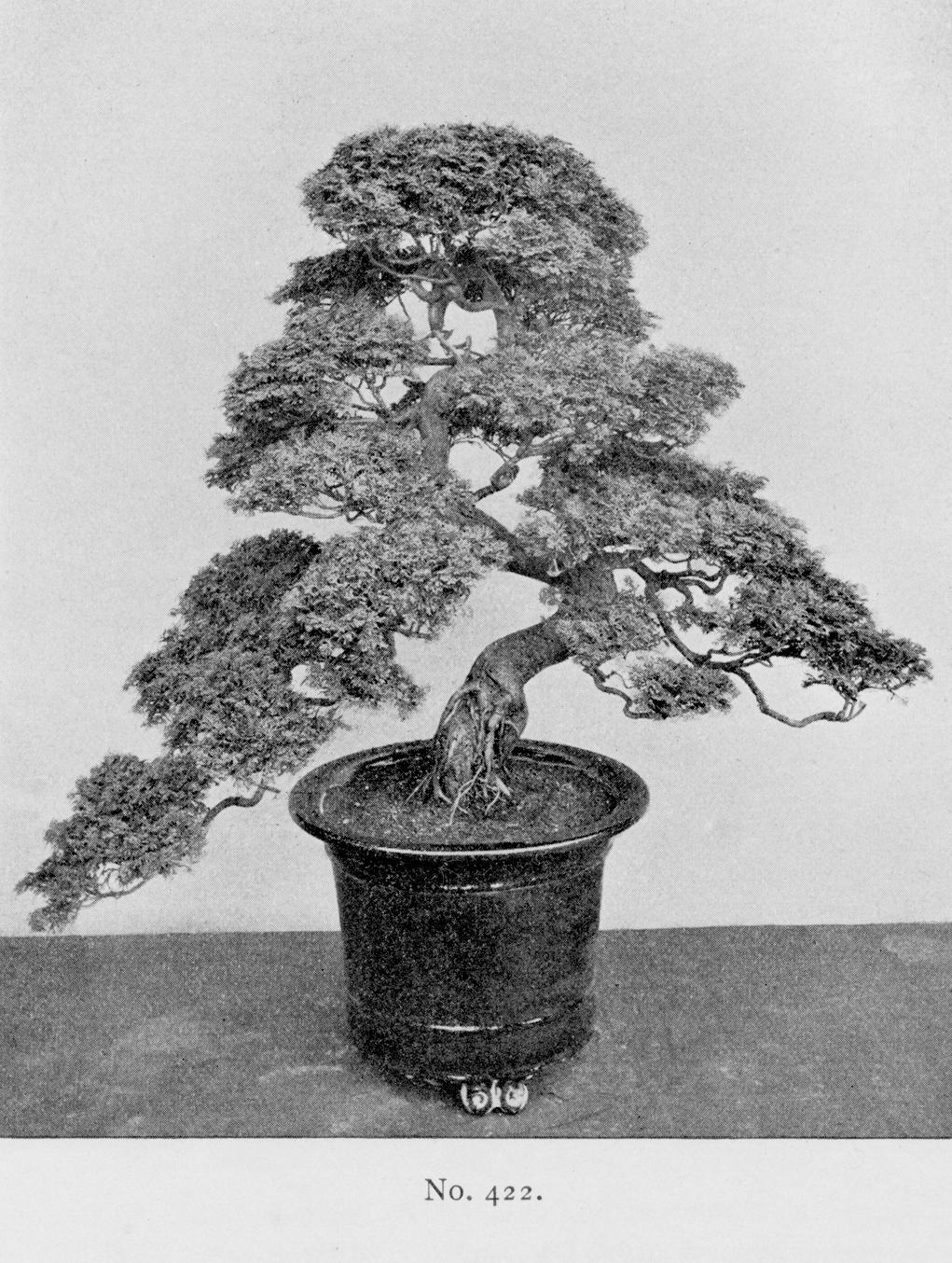 Black-and-white photograph of large bonsai