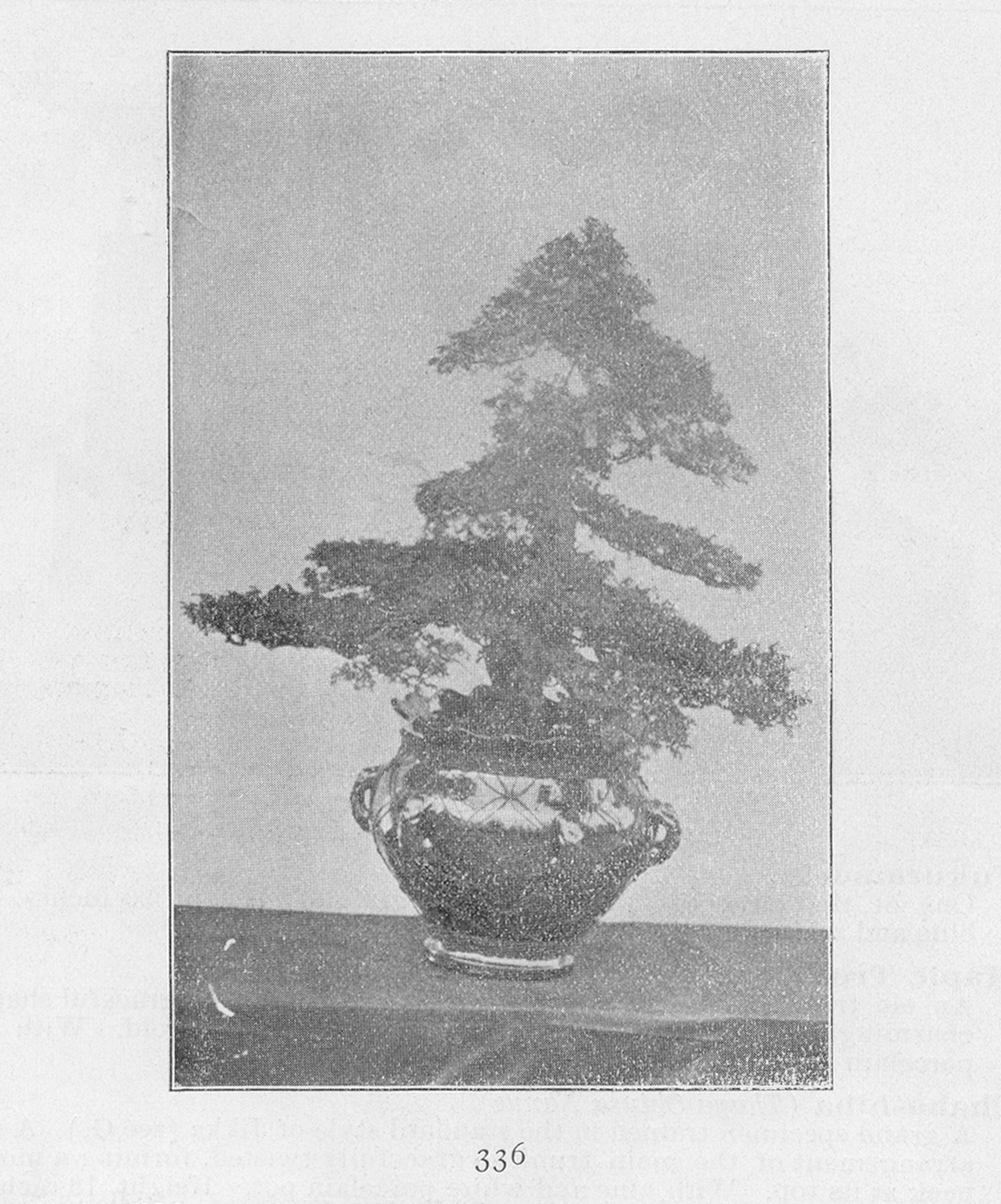 Black-and-white photograph of large bonsai