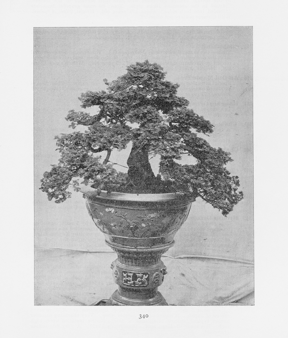 Black-and-white photograph of large bonsai