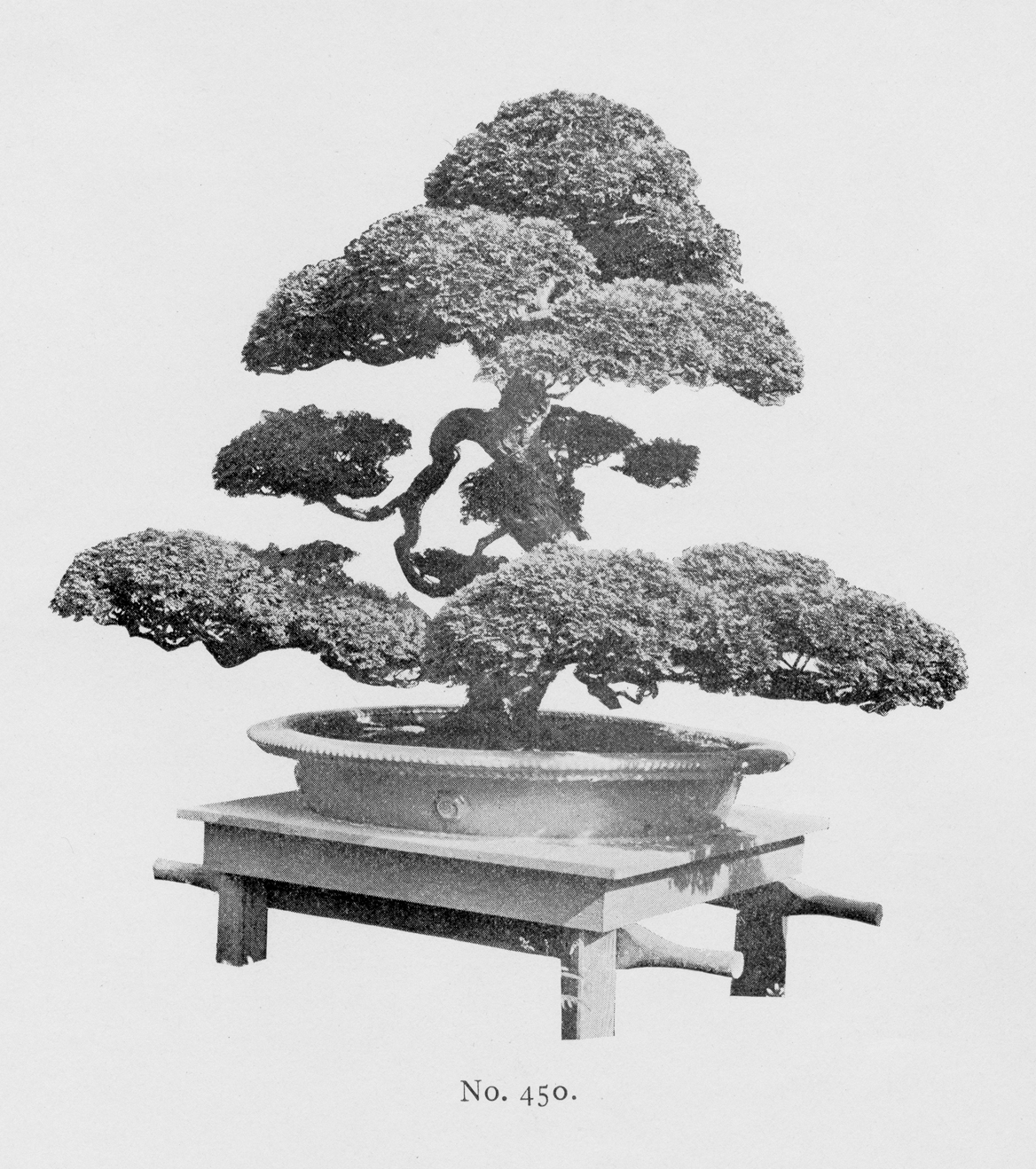 Black-and-white illustrationof large bonsai