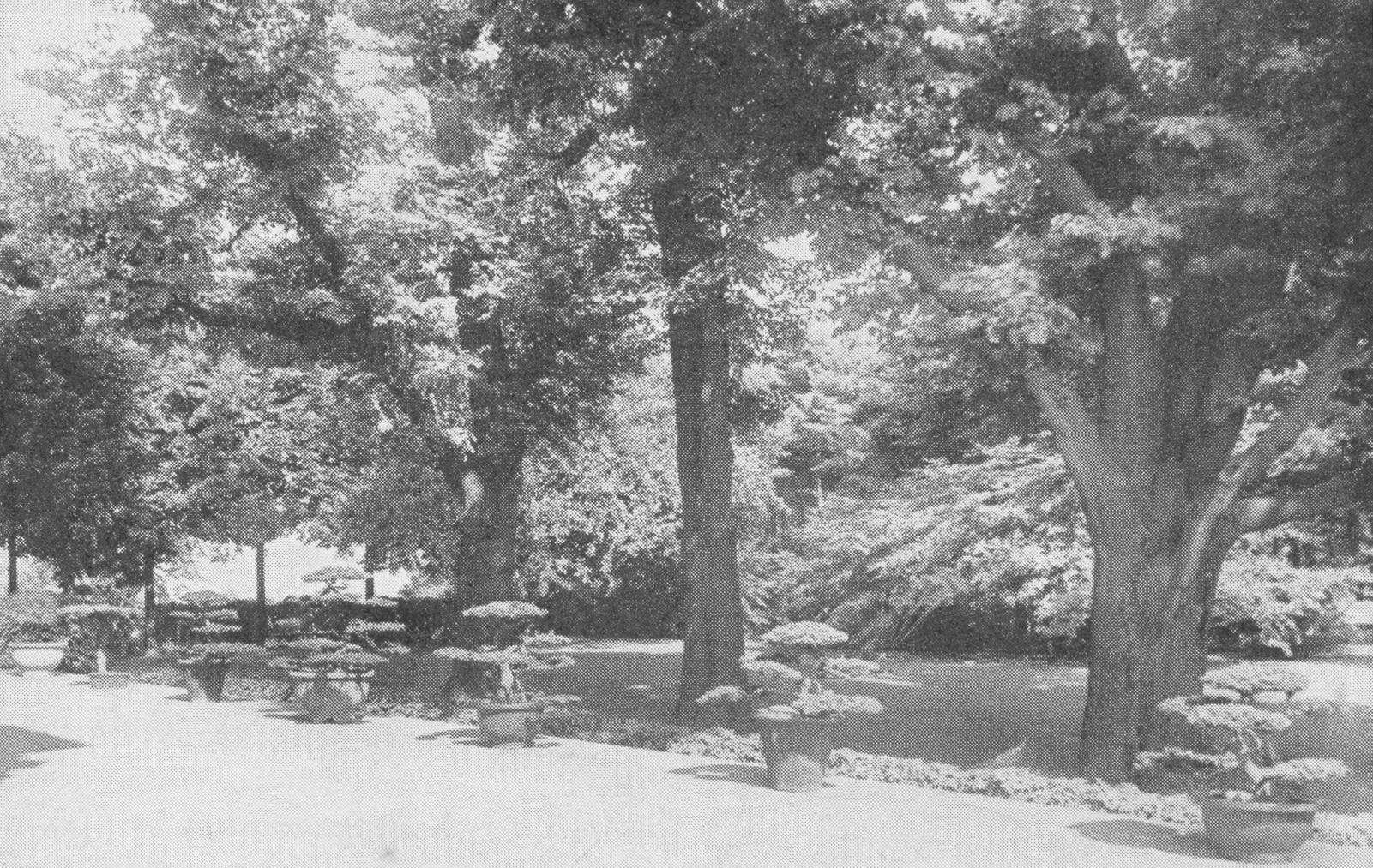Black-and-white photograph showing bonsai lined along path