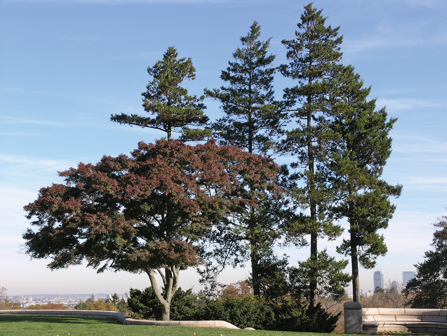 Color photograph of three pines and a small ornamental tree with skyline in distance