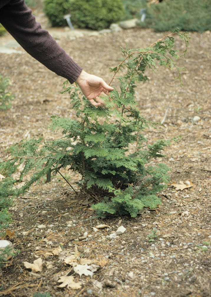 Small conifer growing in mulched bed