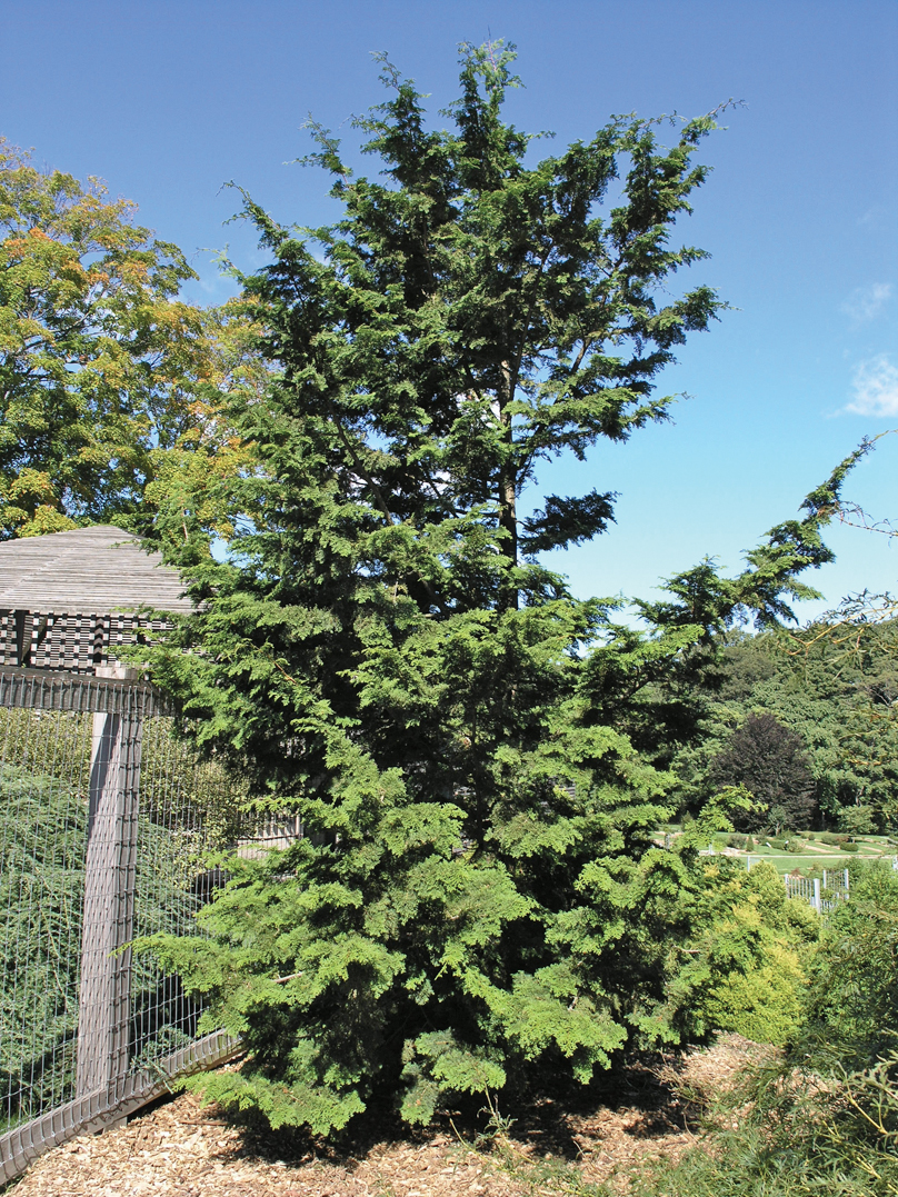 Relatively large, lanky conifer
