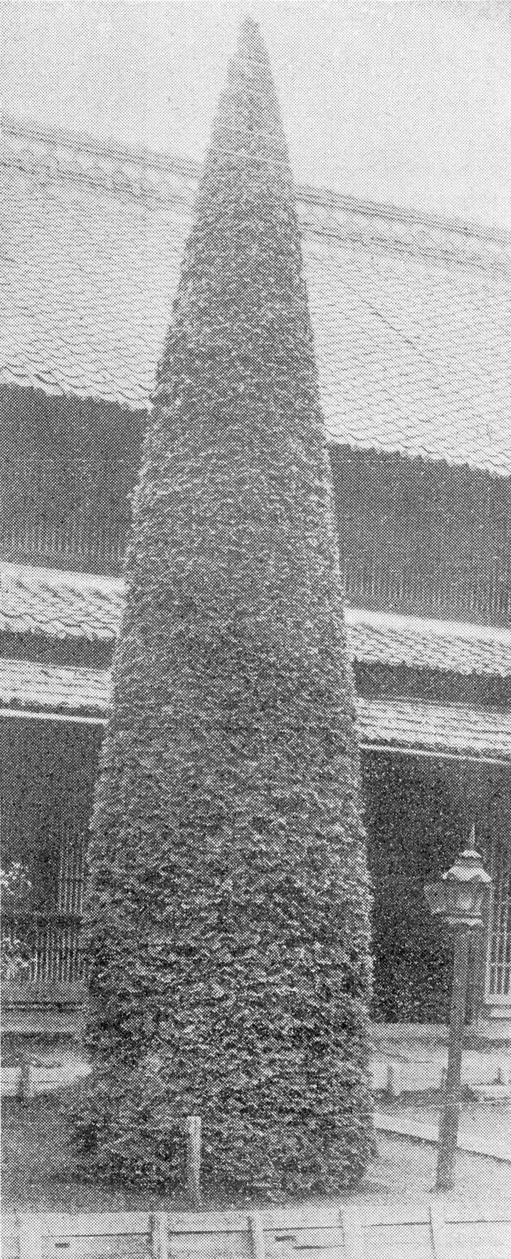 Black-and-white photograph of narrow cone-shaped conifer
