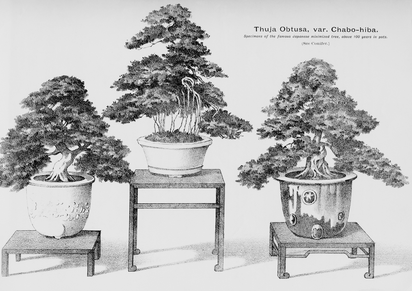 Black-and-white illustration of three large bonsai on stands