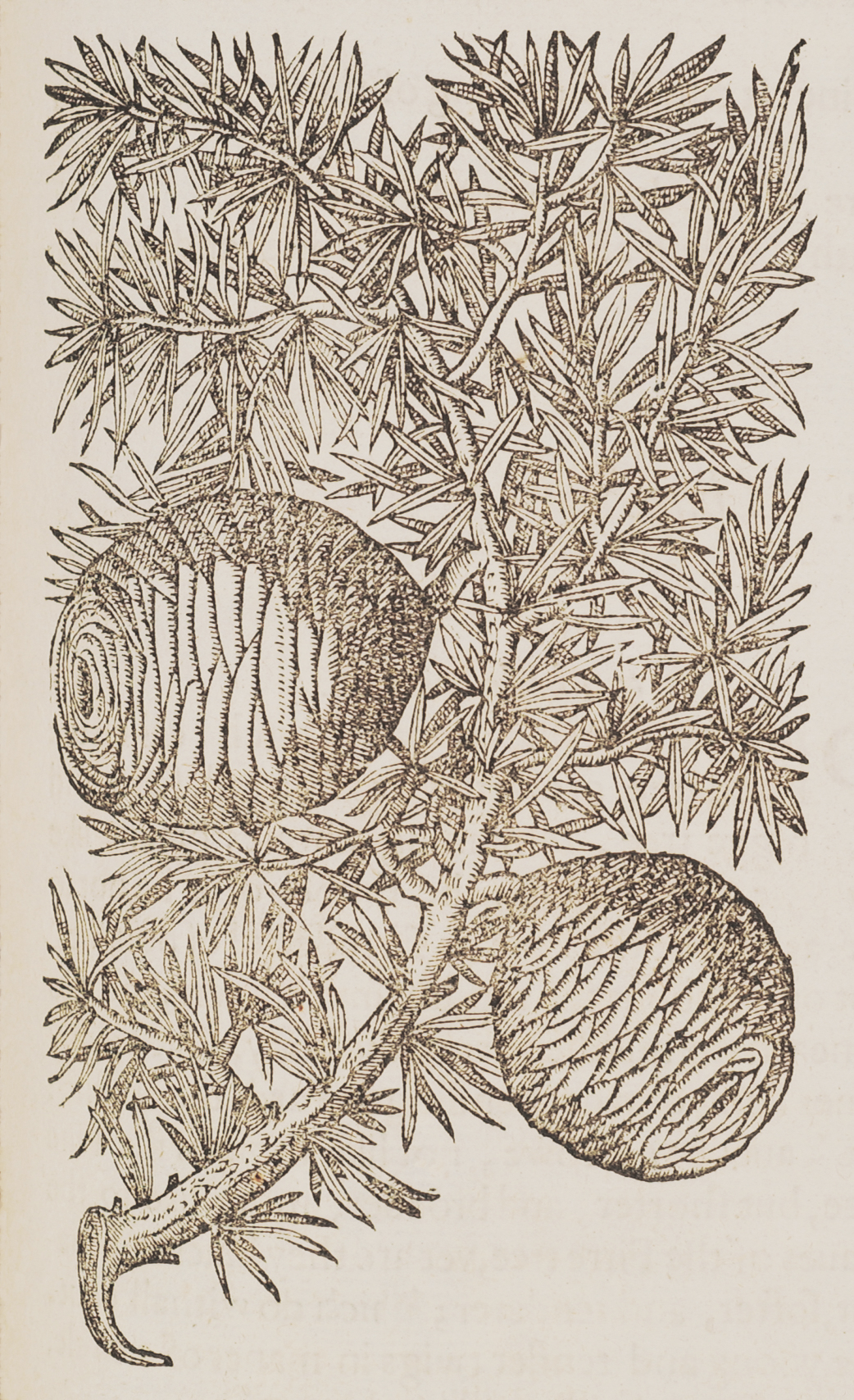 Illustration of cedar of lebanon showing branches, leaves, and two large cones