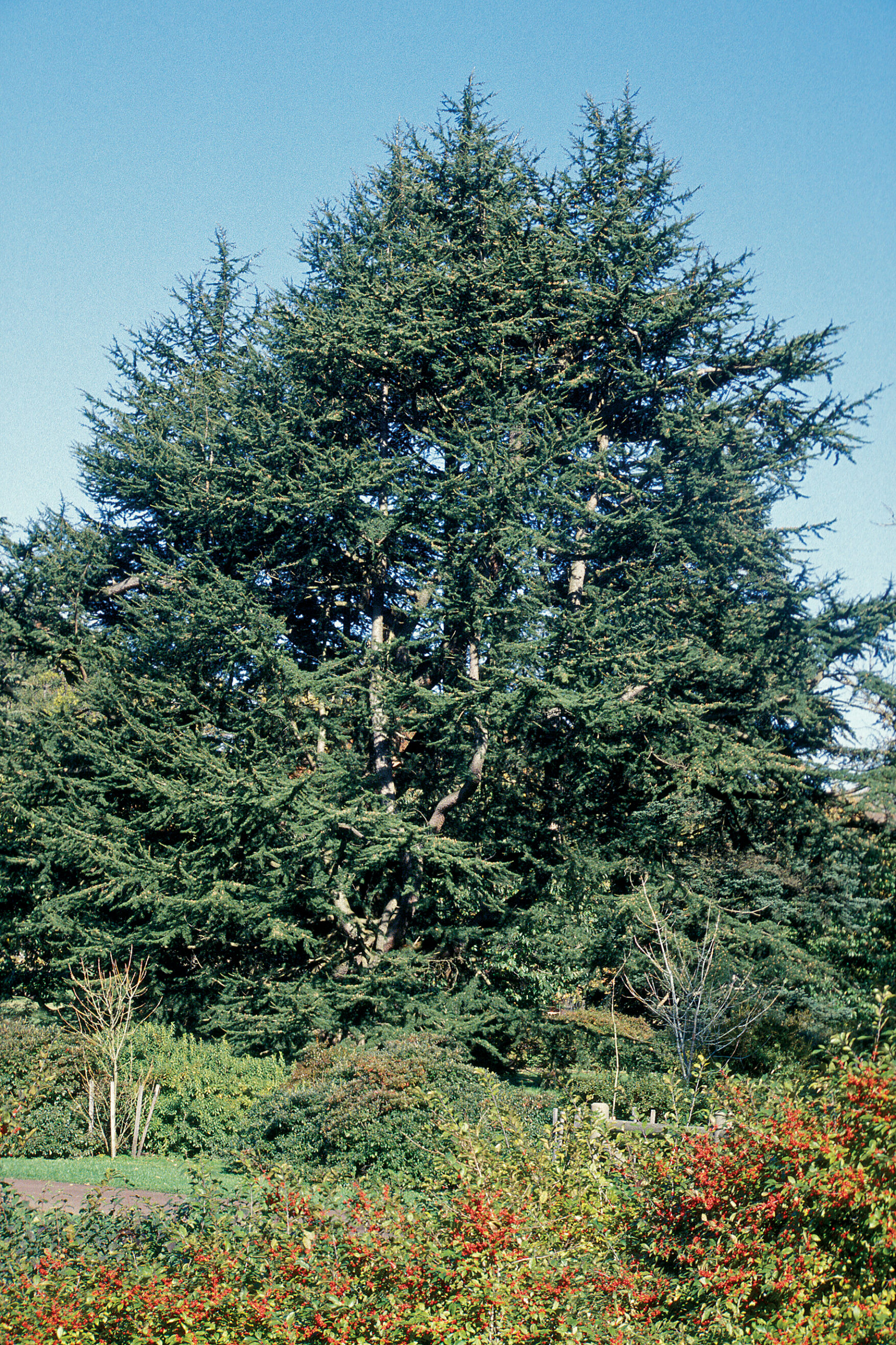 Cedar tree with robust form
