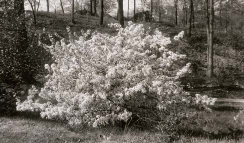 A sepia-tone photo of Malus floribunda on Peters Hill.