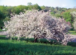 A color photo of a Malus tree.