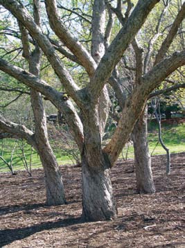 A color photo of three Malus baccata.