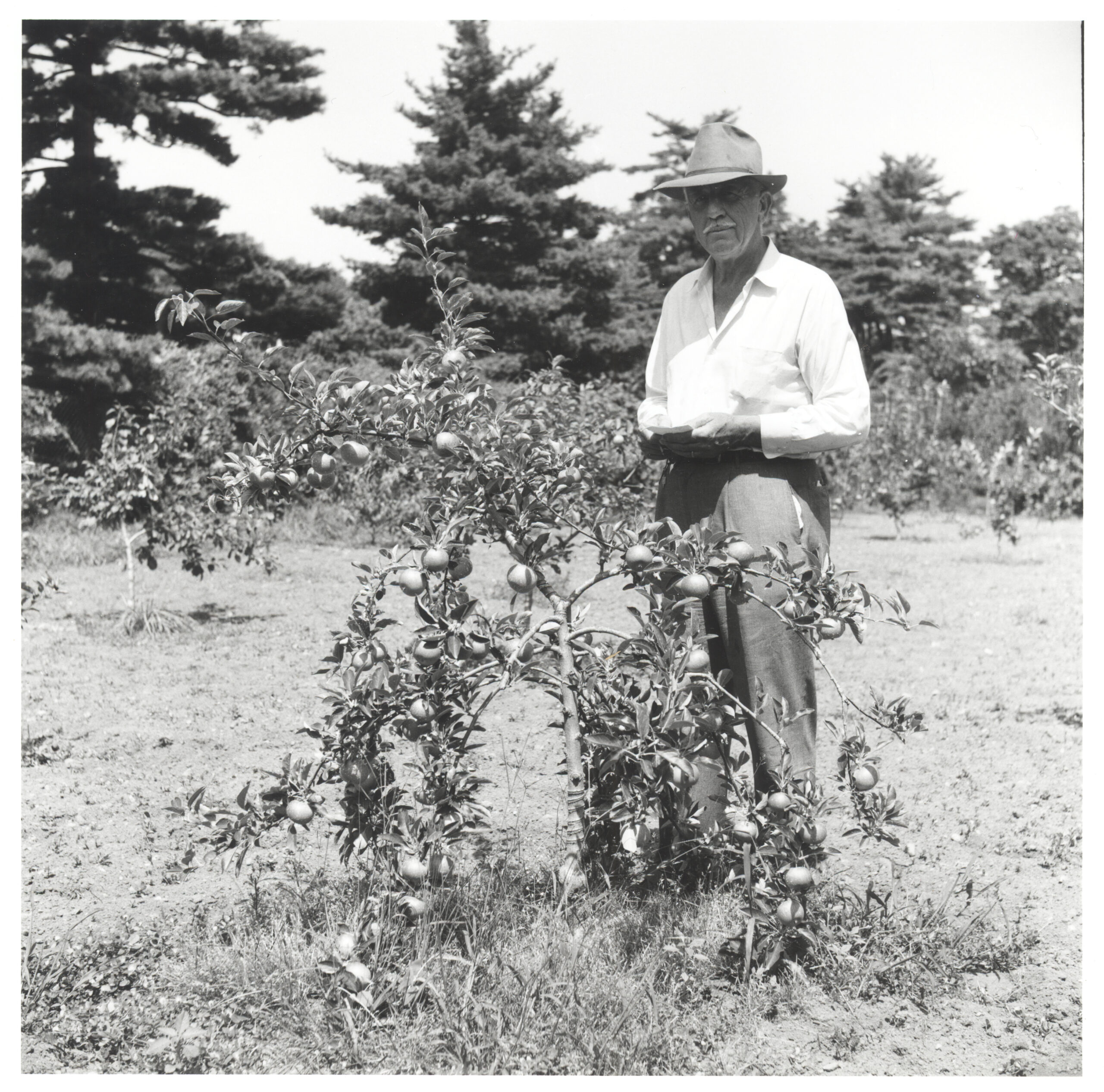 A black and white photo of Karl Sax with a dwarf apple tree.