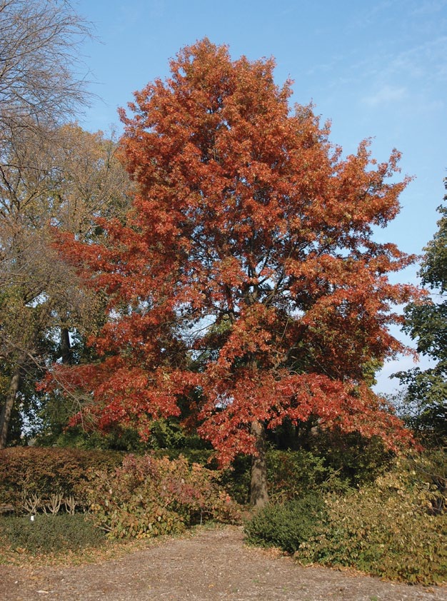 A color photo of Hill's oak.