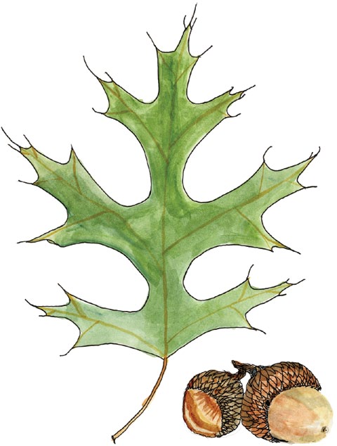 A drawing of a Hill's oak leaf and acorns.