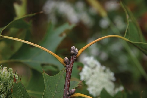 A color photo of terminal buds of Hill's oak.