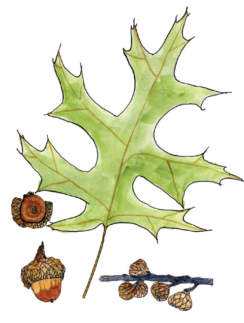 A drawing of a scarlet oak leaf and acorns.