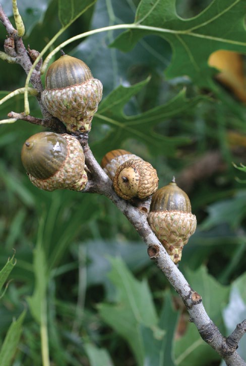 A color photo of acorns of Hill's oak.