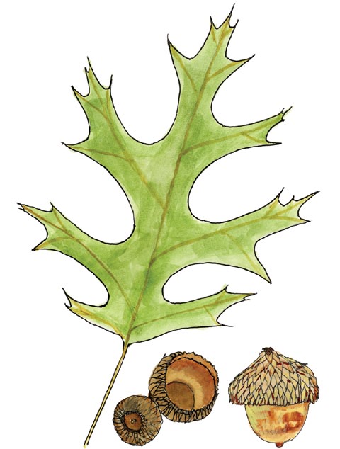 A drawing of a black oak leaf and acorns.